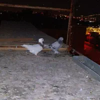 10 تا بهبونی و شهری بی نظیر|پرنده|شیراز, شریف‌آباد|دیوار