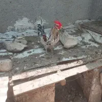 خروس گلین پاکوتاه