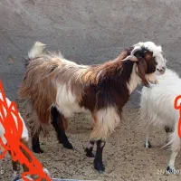 بره نر و کهره نر|حیوانات مزرعه|زابل, |دیوار