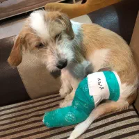 واگذاری سگ میکس شیتزو و اشپیتز