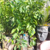 گل و درخت فروشی مطاف|خدمات باغبانی و درختکاری|بندر دیر, |دیوار