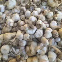 سیر|خوردنی و آشامیدنی|اشترینان, |دیوار