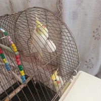 عروس هلندی