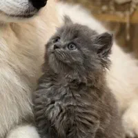 گربه بیریتیش بلو لانگ هیر