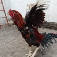 خروس لاری