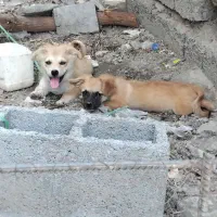 سگ پاکوتاه