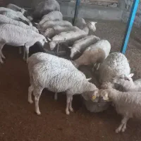 میش رومن