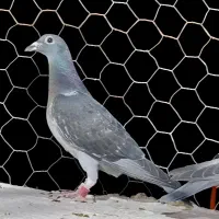 دو عدد نر کفتر نامبروان