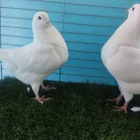 کینگ ماده|پرنده|یزد, |دیوار