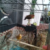 قناری|پرنده|شیراز, شهدای شهرک سعدی|دیوار