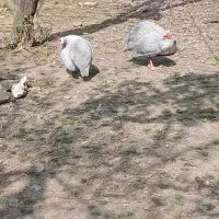 یه جفت مرغ شاخدار در حال تخم