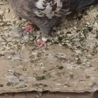 کبوتر معاوضه با جفت کن