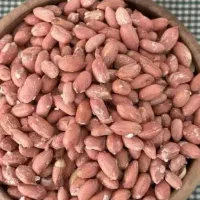 بادام زمینی آستانه امسالی