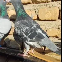 11 عدد کبوتر|پرنده|گرگان, |دیوار