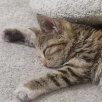 واگذاری رایگان بچه گربه|گربه|اصفهان, حسین‌آباد|دیوار