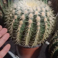 کاکتوس های کلکسیونی و سن بالا بزرگ