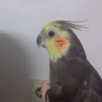 عروس و مرغ عشق سالم به همراه وسایل قفس|پرنده|ملارد, |دیوار