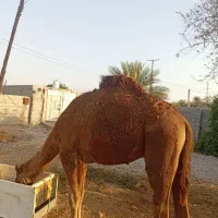 شتر.نر.۳سال