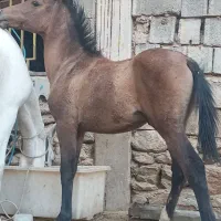 اسب