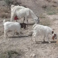 بز دورگ با دوبزغاله نر ماده