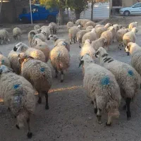 گوسفند|حیوانات مزرعه|ارمند, |دیوار