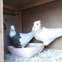 طوقی|پرنده|فولادشهر, مسکن مهر فولادشهر|دیوار