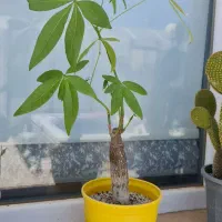 گل و گیاه طبیعی