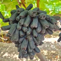 انگورموندراپ و هالووین