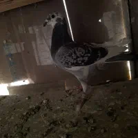 ابلغ گم شده