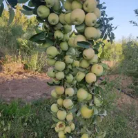 فروش باغ در بخش زاینده رود|فروش خانه و ویلا|فولادشهر, زاینده رود|دیوار