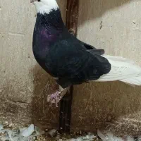سیاه پلنگ. سبز پلنگ  وطوقی