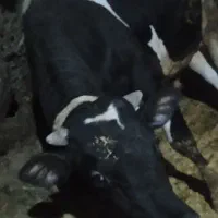 گوساله نر، سالم، وزن حدودا ۴۵۰ کیلو قیمت ۷۰۰ تومان