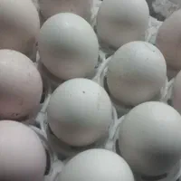 تخم نطفه دار گلین لری اصل