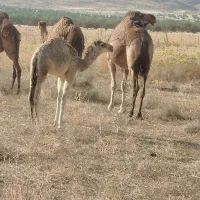 شتر کره دار جوان