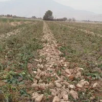 عملیات برداشت چغندر قند