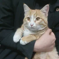 گربه‌ای مهربون و دستی دنبال سرپناه امن|گربه|فسا, |دیوار