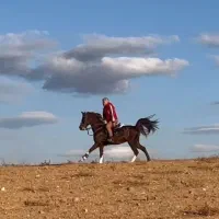 مادیان دره شوری درجه یک|اسب و تجهیزات اسبسواری|اصفهان, شاهد|دیوار