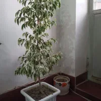 گل بنجامین در انواع سایز|گل و گیاه طبیعی|ارومیه, |دیوار