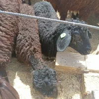 بره ماده هترو و همو