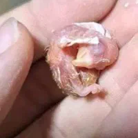 برزیلی جفت|پرنده|ارومیه, |دیوار