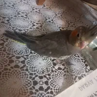 عروس هلندی|پرنده|اصفهان, طامه|دیوار