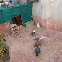 5تا کبوتر فروشی|پرنده|جغتای, |دیوار