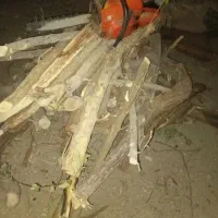 هرس و قطع درخت اره موتوری گرمسار