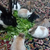 خرگوش گوگولی