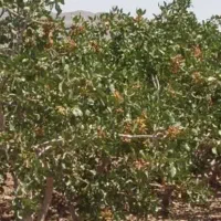 فروش دو ساعت آب با زمین و باغ پسته