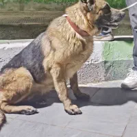 سگ ژرمن تربیت شده|سگ|شاهین‌شهر, گزبرخوار|دیوار