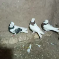 کبوتر رنگی و دورگ