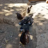 جوجه گلین
