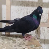 کبوترزیل کاکلی