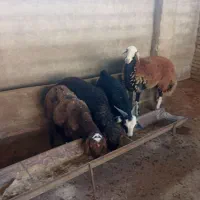 گوسفند چاق|حیوانات مزرعه|آزادشهر, |دیوار